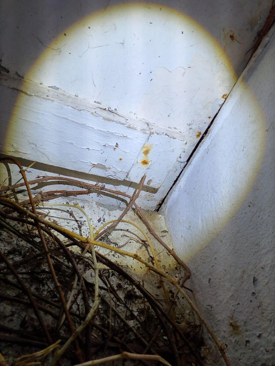 souris-rongeur-mulot-rats