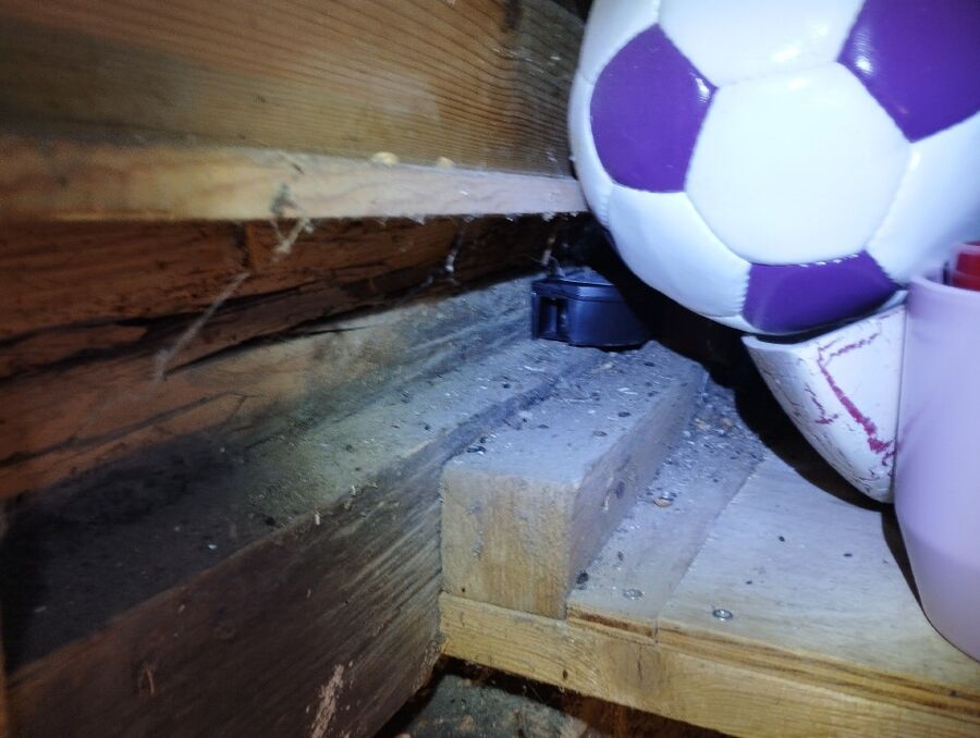 lutte-mulot-rats-rongeurs-souris