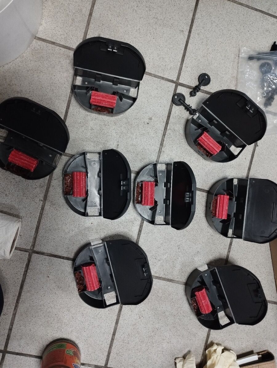 combattre-rats-ratton-rongeur-mulot