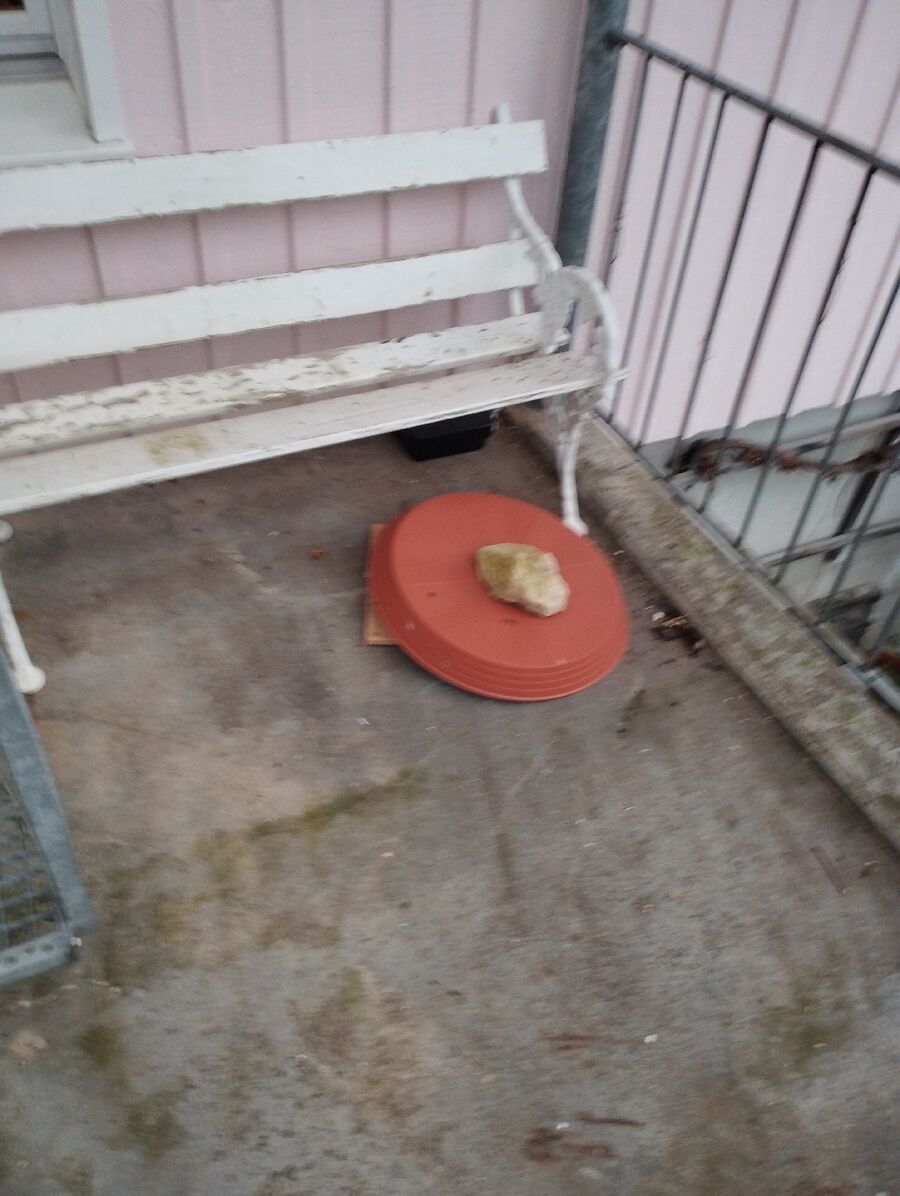 combattre-rats-ratton-rongeur-mulot