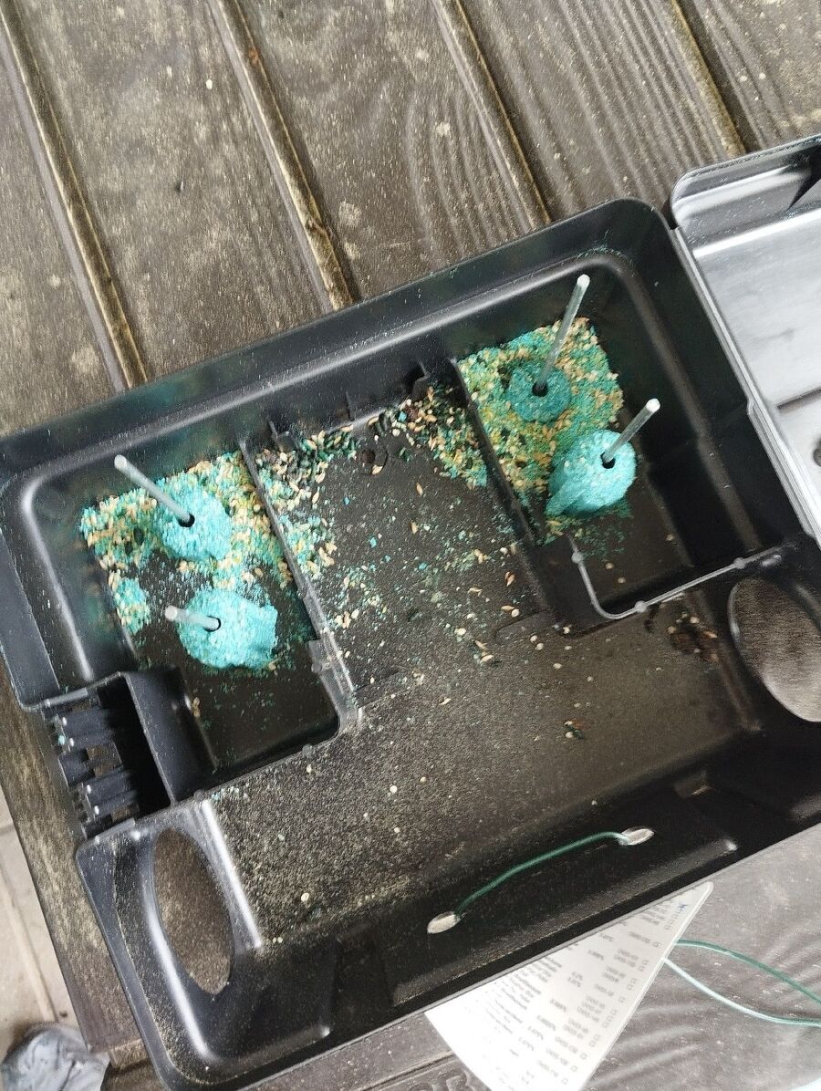 combattre-rats-ratton-rongeur-mulot