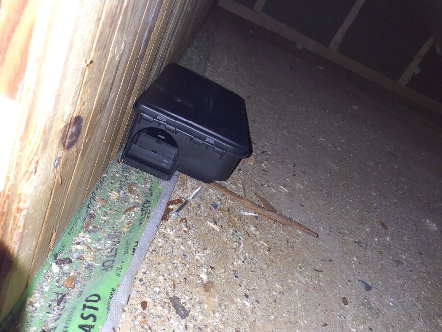 souris-rongeur-mulot-rats