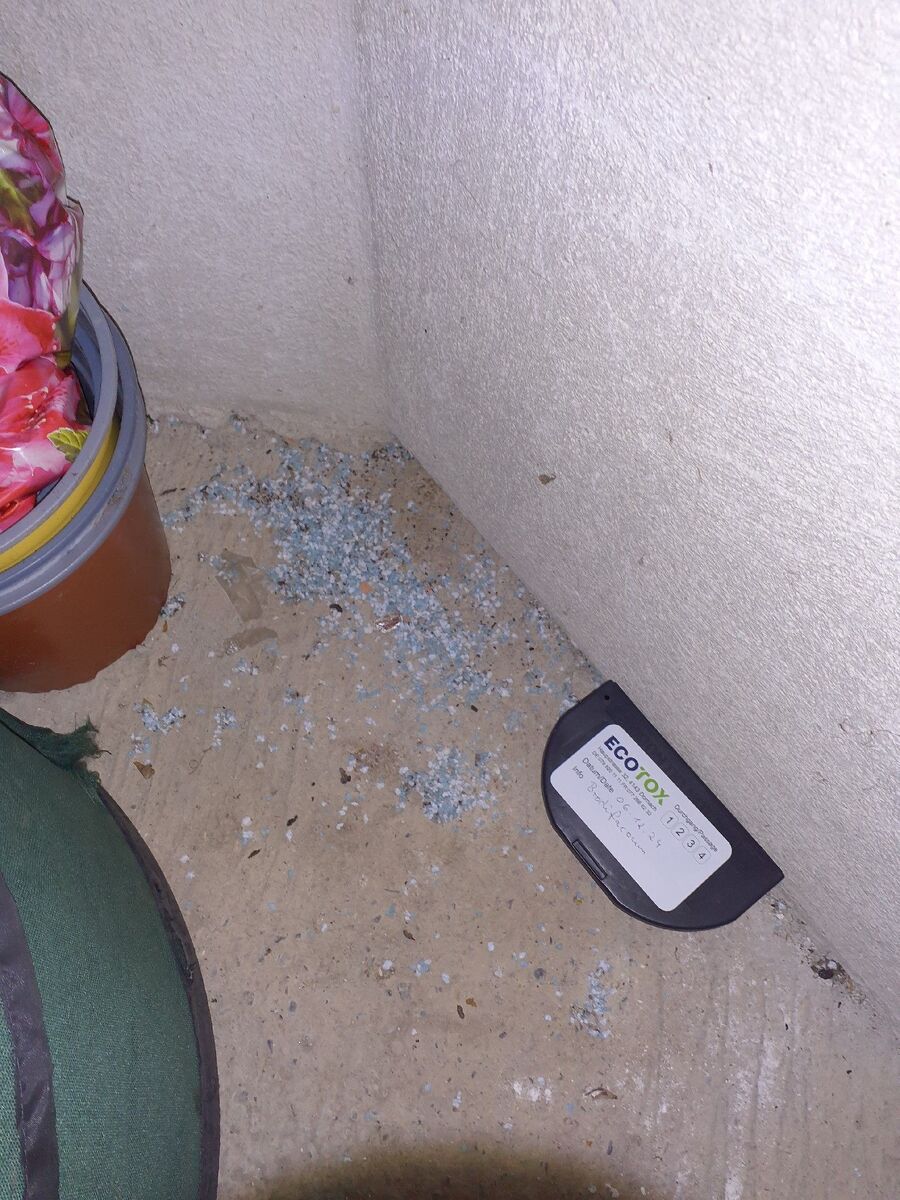 souris-rongeur-mulot-rats