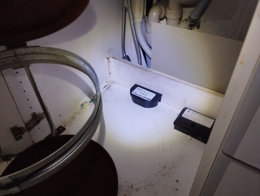 souris-rongeur-mulot-rats