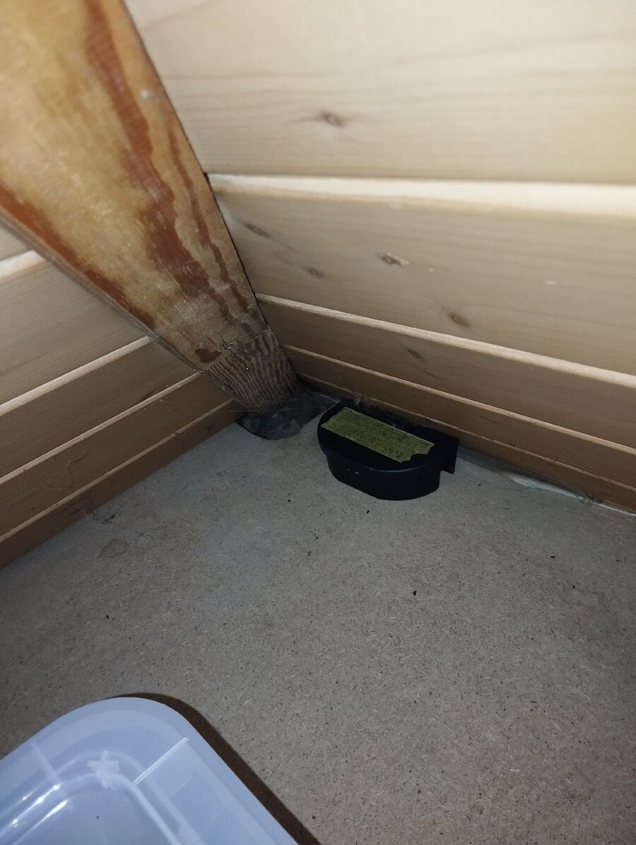 ratton-rats-rongeur-souris-deratiseur