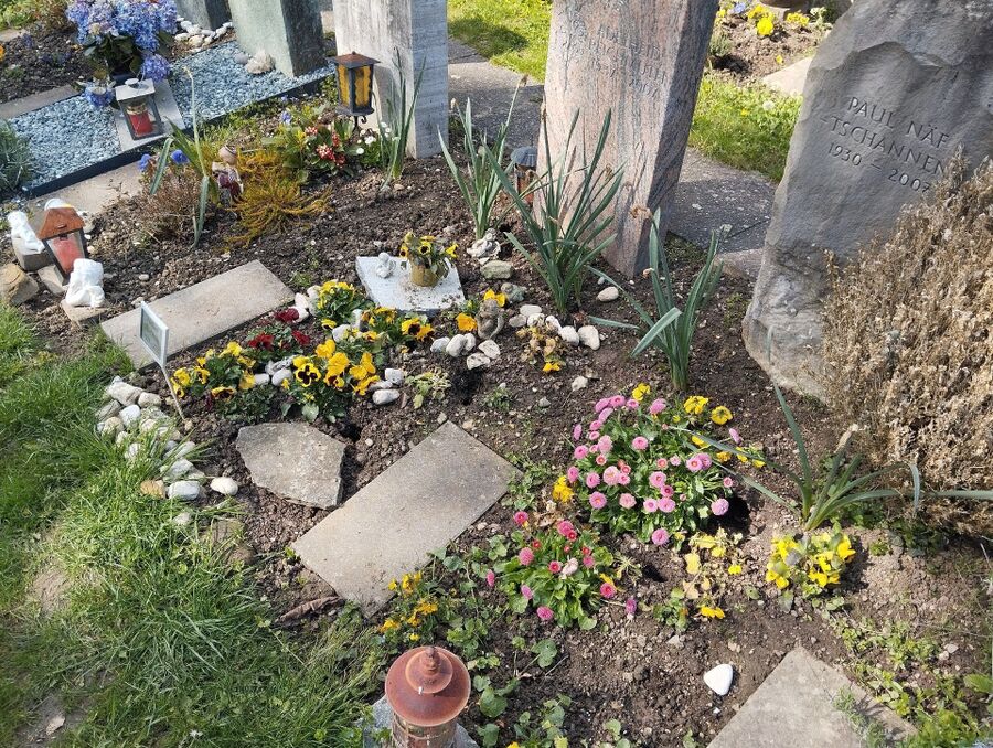 souris-rongeur-mulot-rats