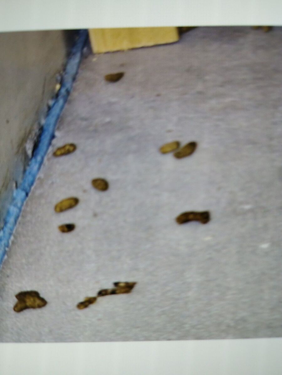 combattre-rats-ratton-rongeur-mulot