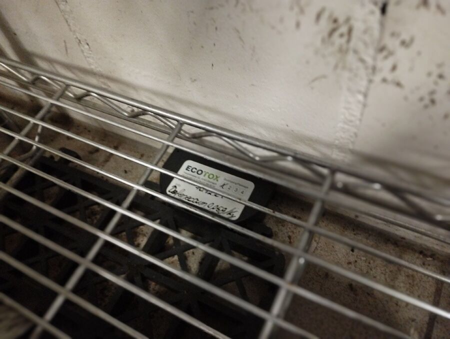 combattre-rats-ratton-rongeur-mulot