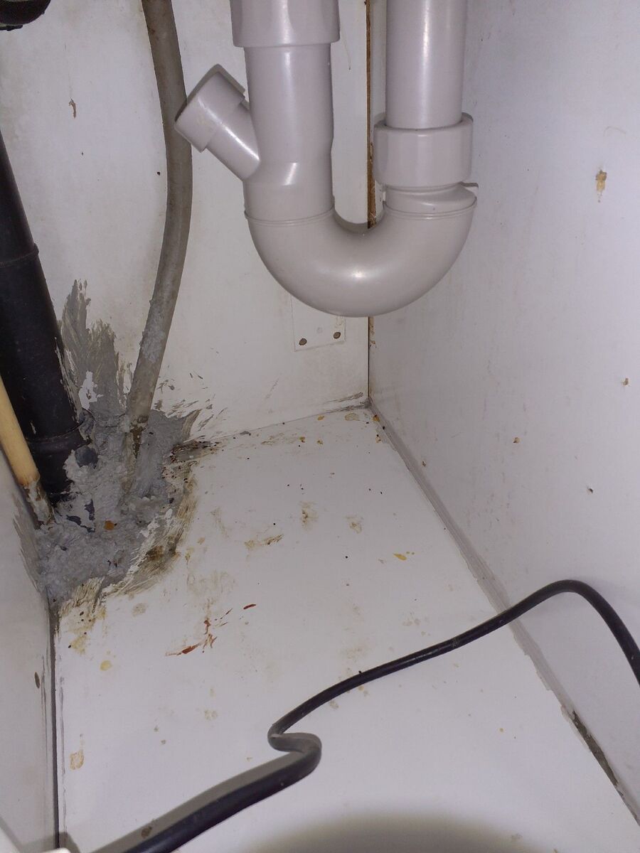 souris-rongeur-mulot-rats