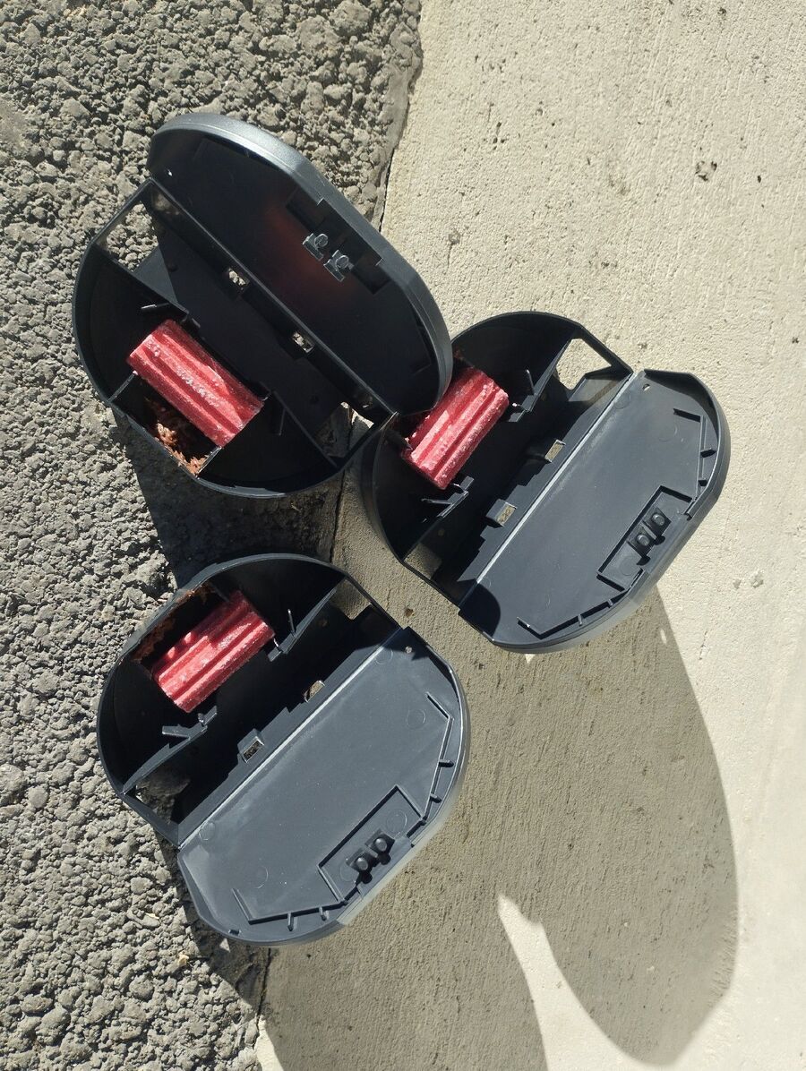 combattre-rats-ratton-rongeur-mulot