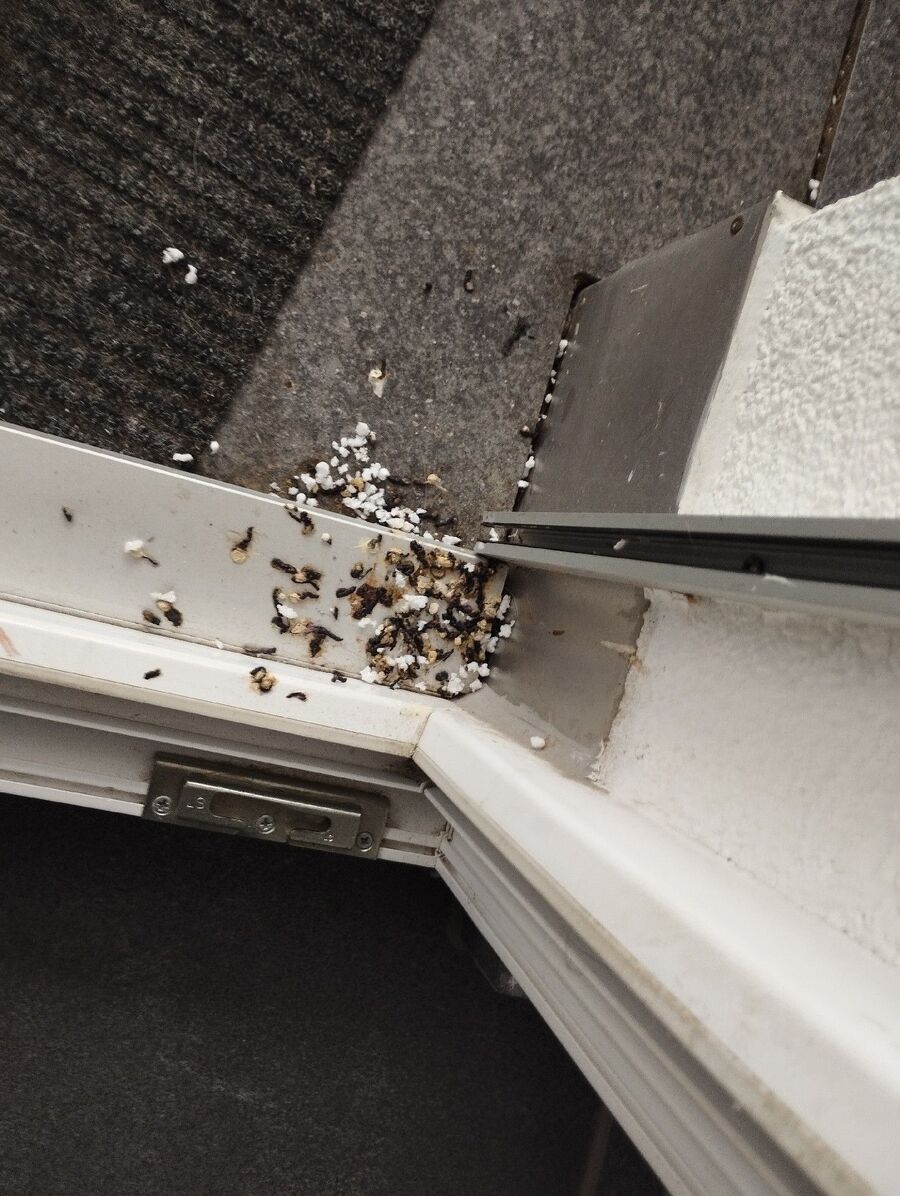 souris-rongeur-mulot-rats