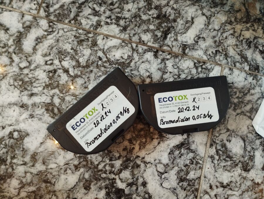 souris-rongeur-mulot-rats