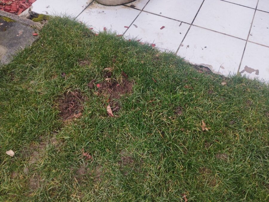 lutte-mulot-rats-rongeurs-souris