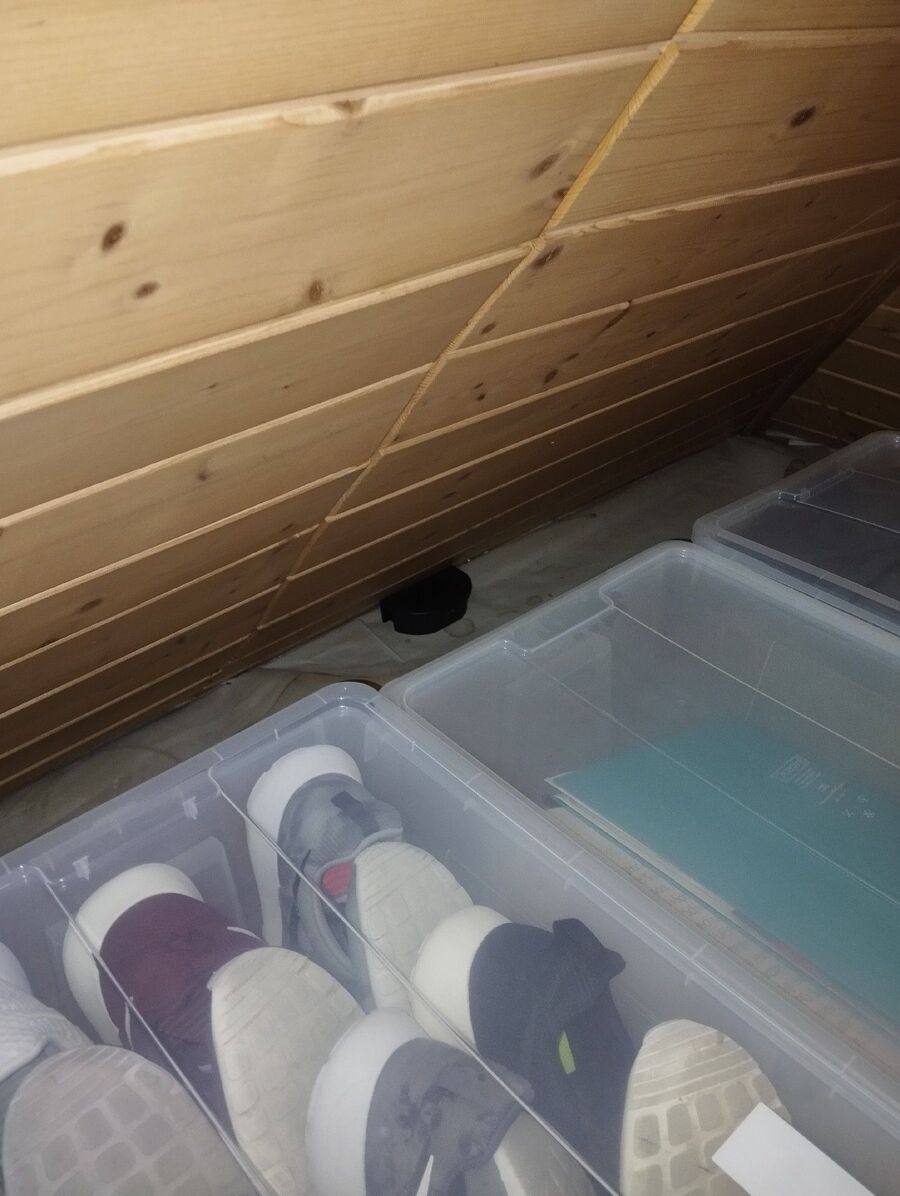 combattre-rats-ratton-rongeur-mulot