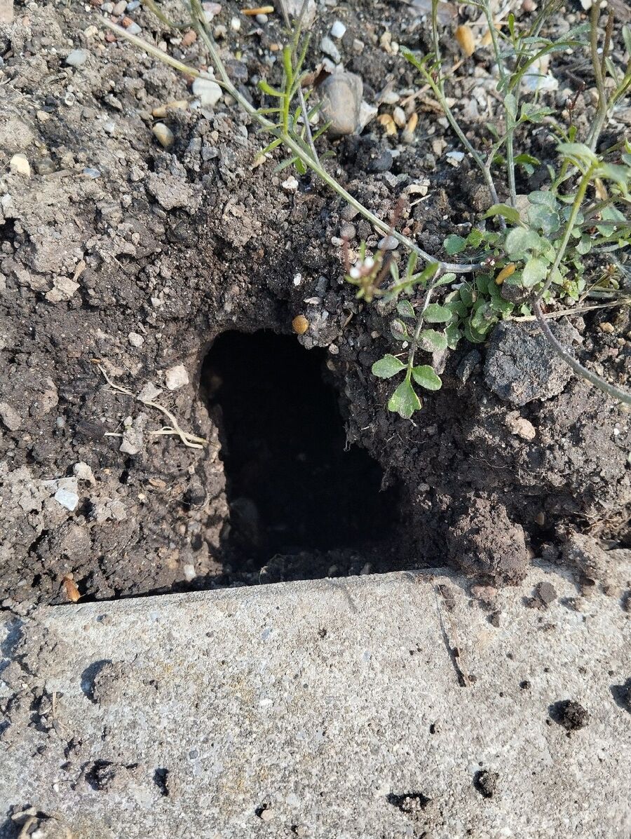 ratton-rats-rongeur-souris-deratiseur