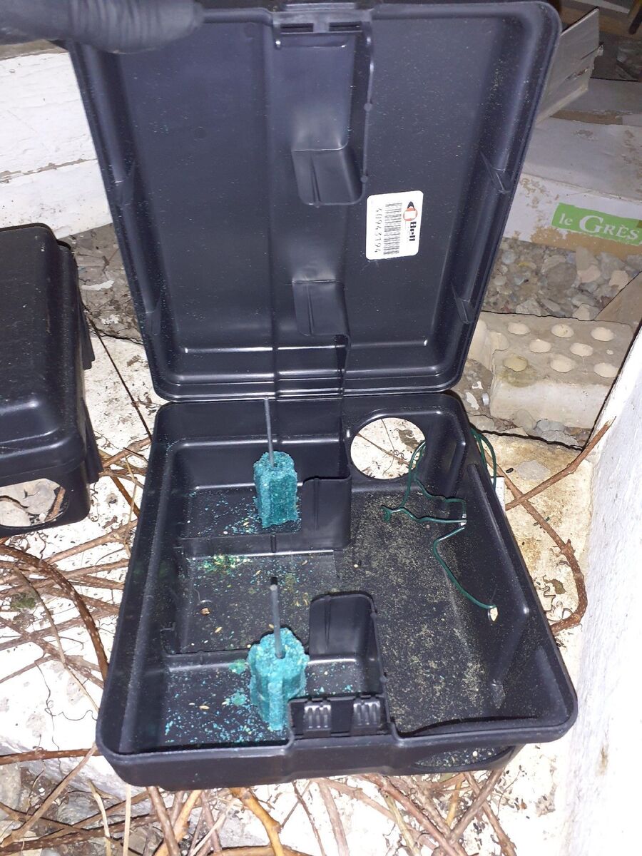 souris-rongeur-mulot-rats