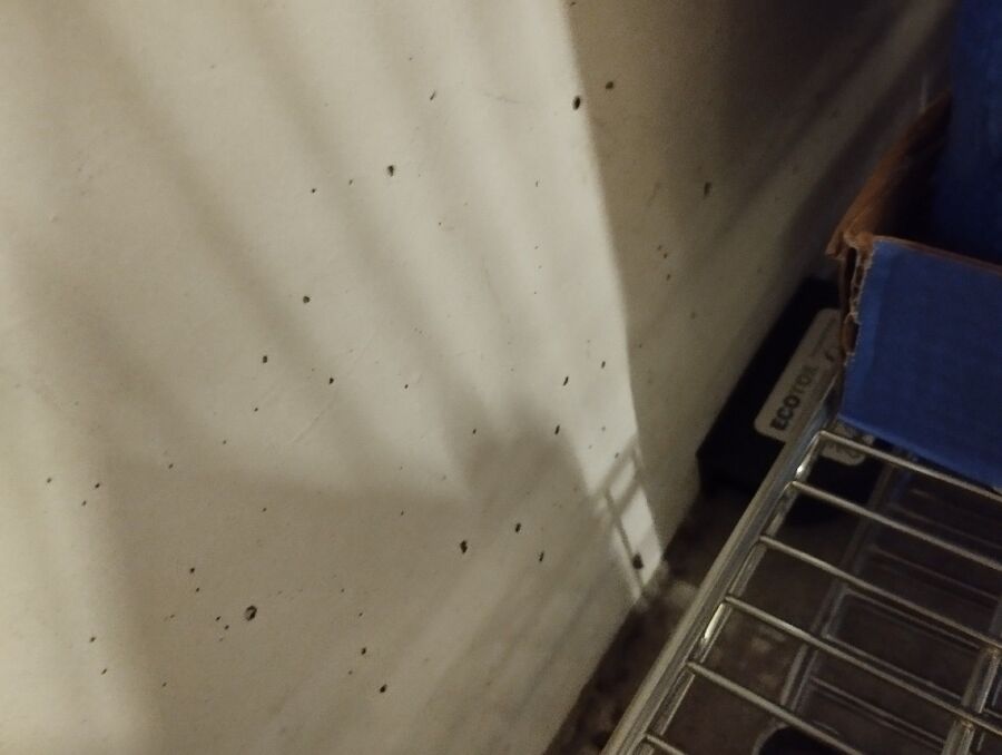 lutte-mulot-rats-rongeurs-souris