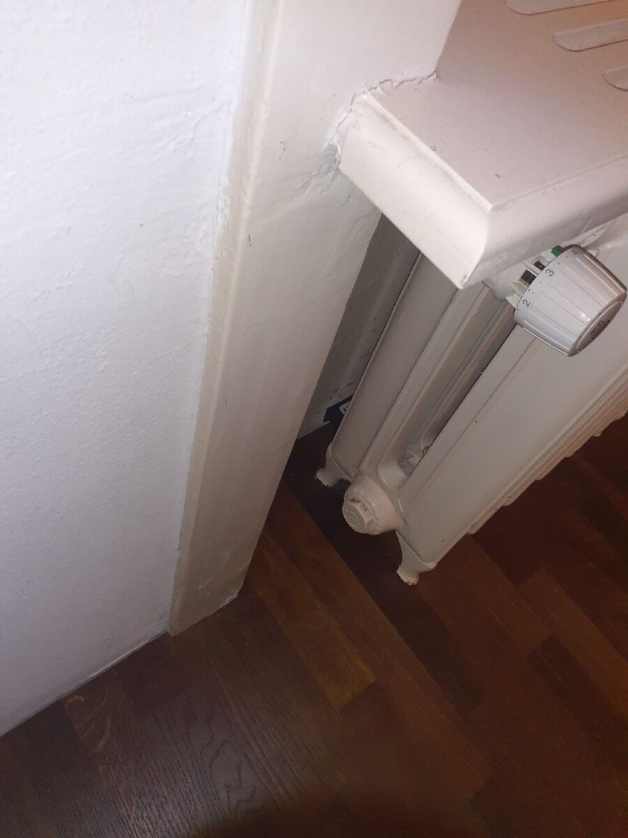 souris-rongeur-mulot-rats