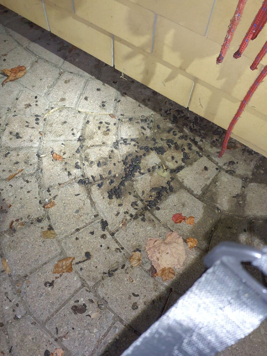 combattre-rats-ratton-rongeur-mulot