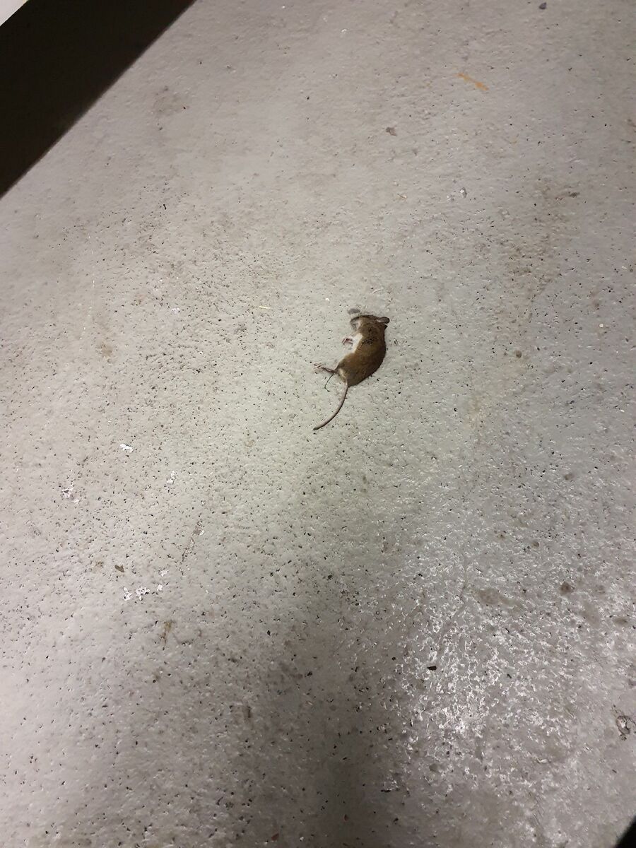 lutte-mulot-rats-rongeurs-souris