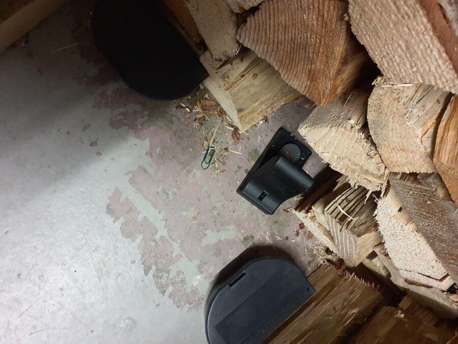 souris-rongeur-mulot-rats