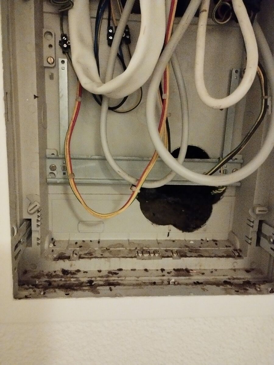 lutte-mulot-rats-rongeurs-souris