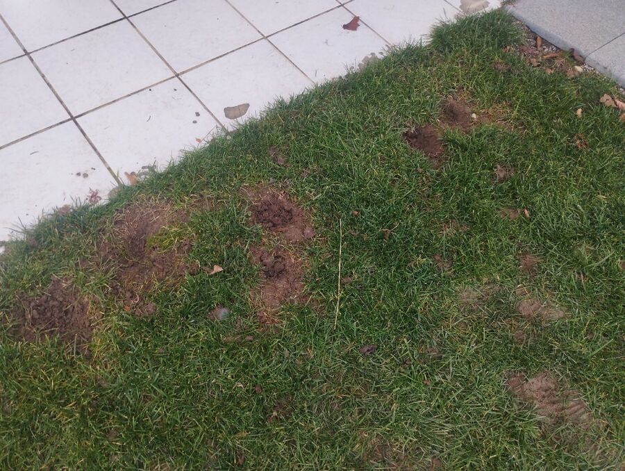 combattre-rats-ratton-rongeur-mulot