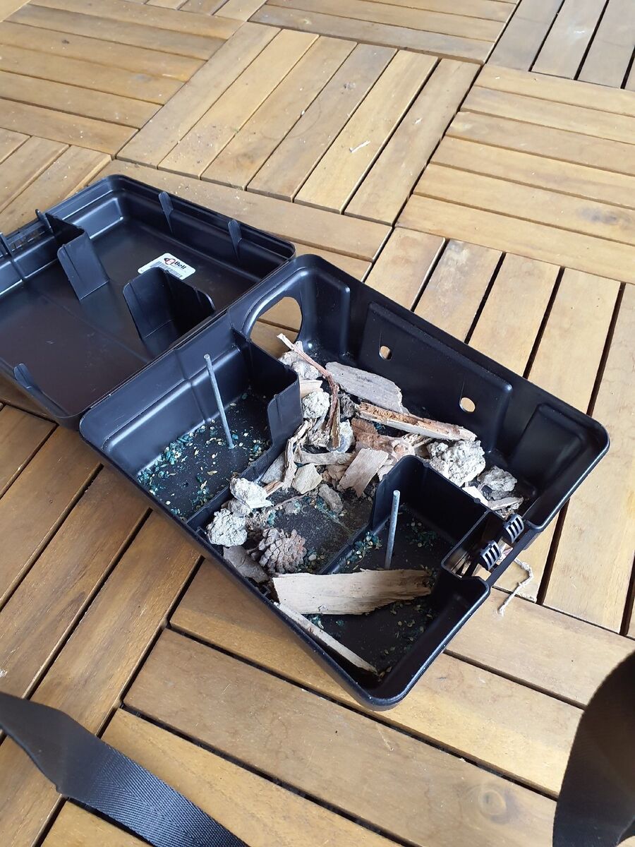 lutte-mulot-rats-rongeurs-souris