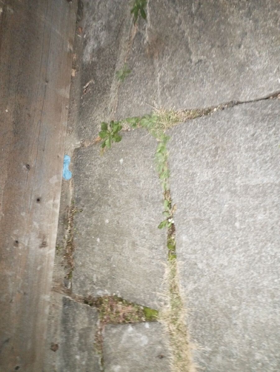 ratton-rats-rongeur-souris-deratiseur