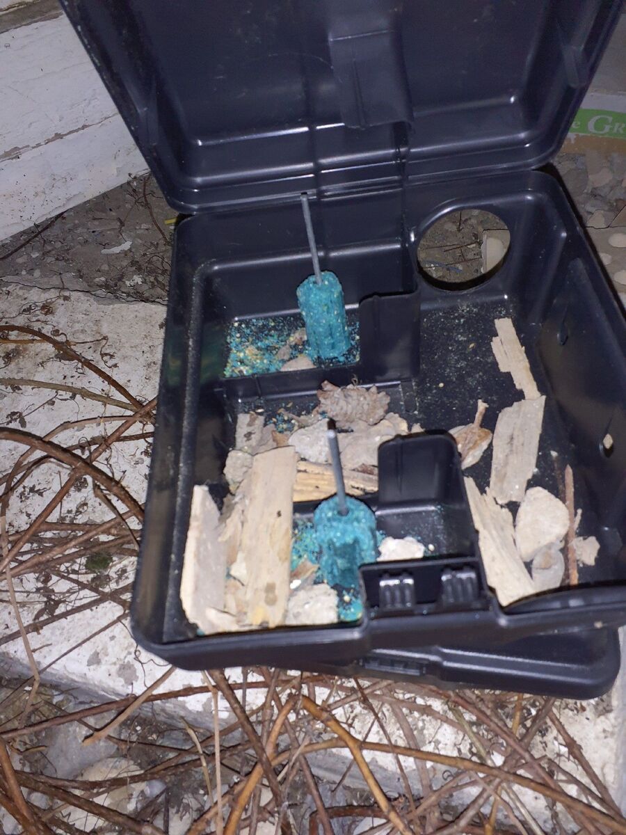 ratton-rats-rongeur-souris-deratiseur