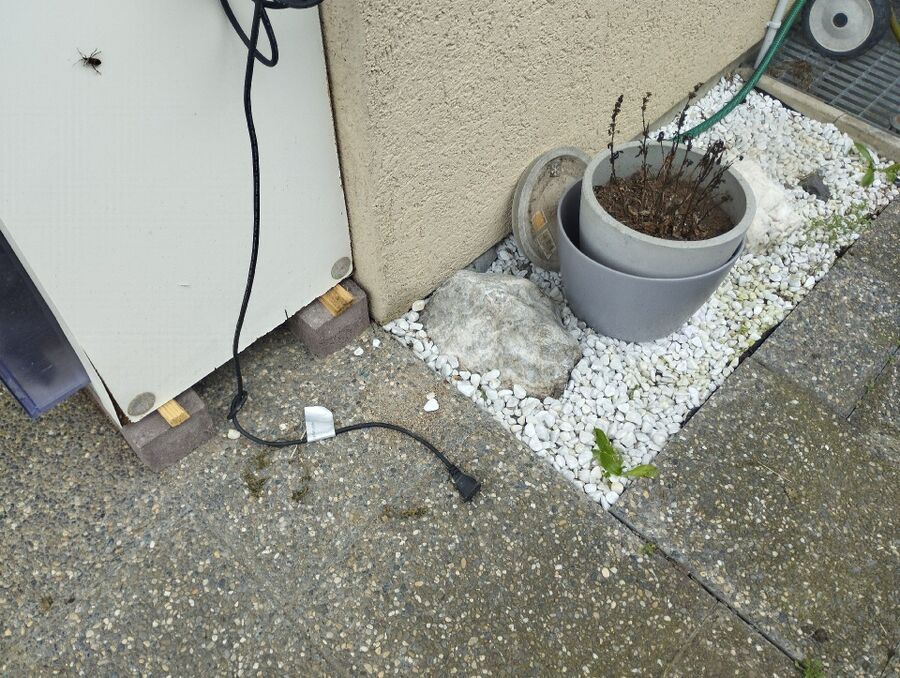 souris-rongeur-mulot-rats