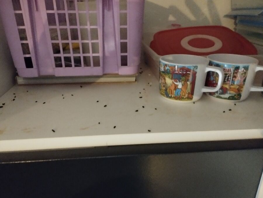 combattre-rats-ratton-rongeur-mulot