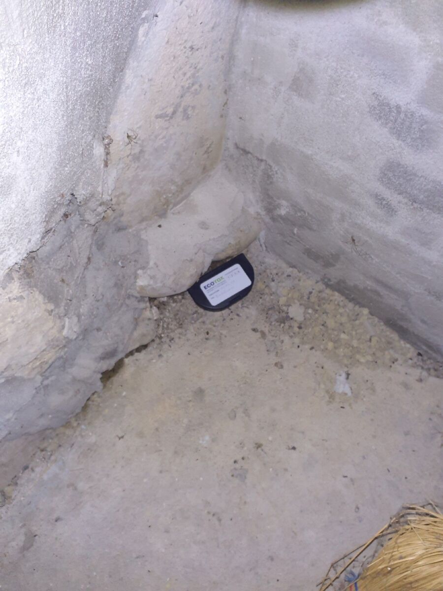 combattre-rats-ratton-rongeur-mulot