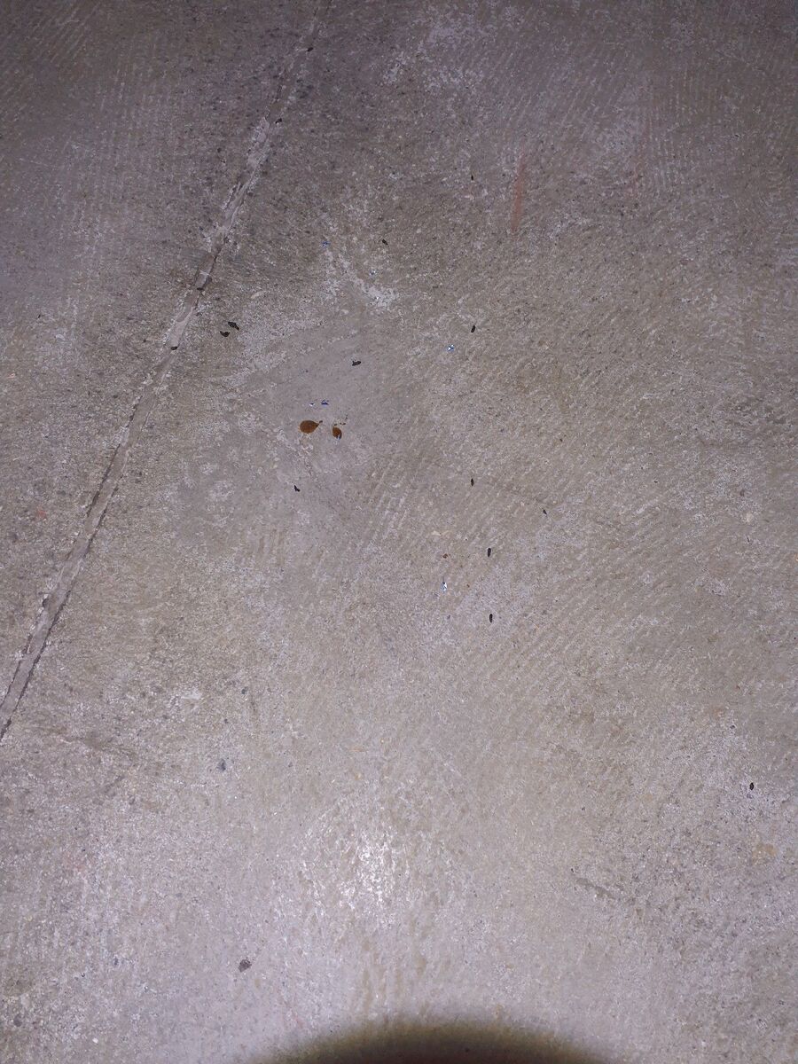 souris-rongeur-mulot-rats