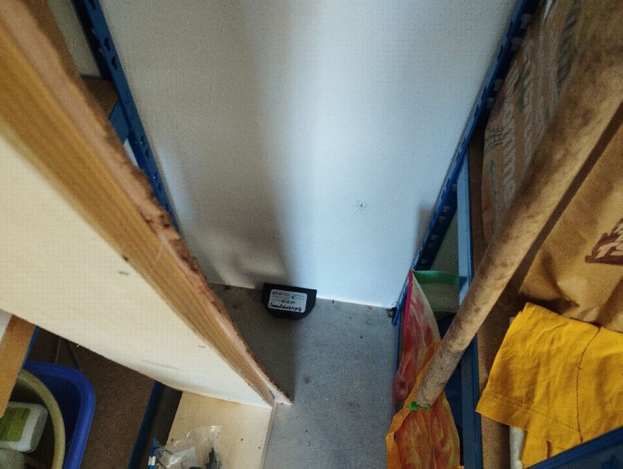 souris-rongeur-mulot-rats