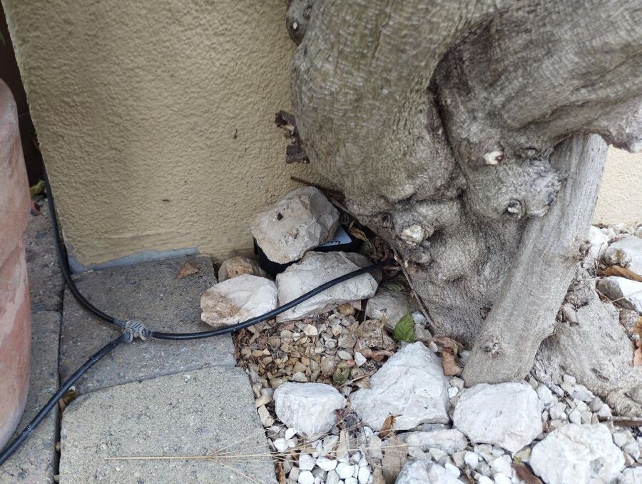 souris-rongeur-mulot-rats