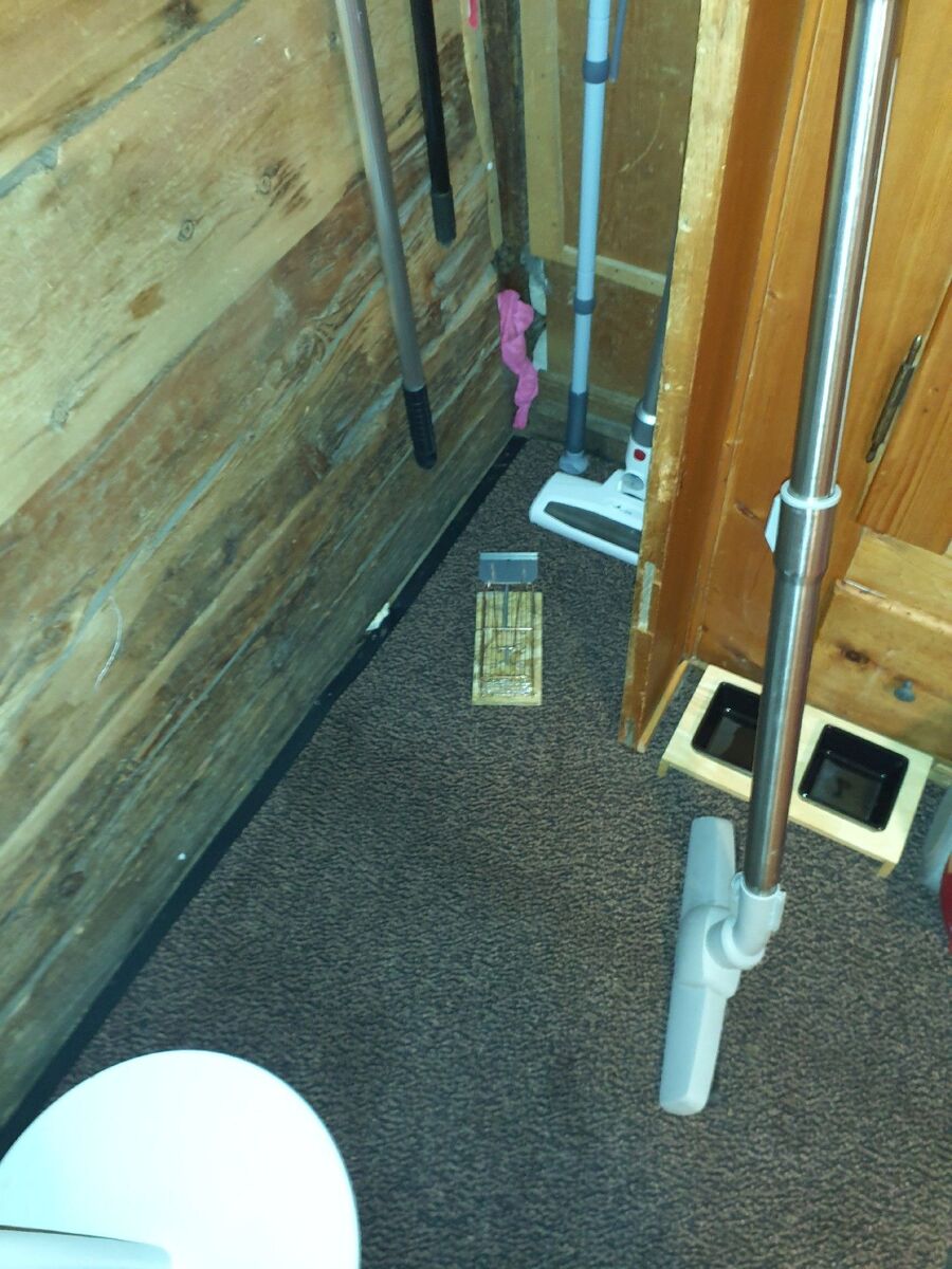 lutte-mulot-rats-rongeurs-souris