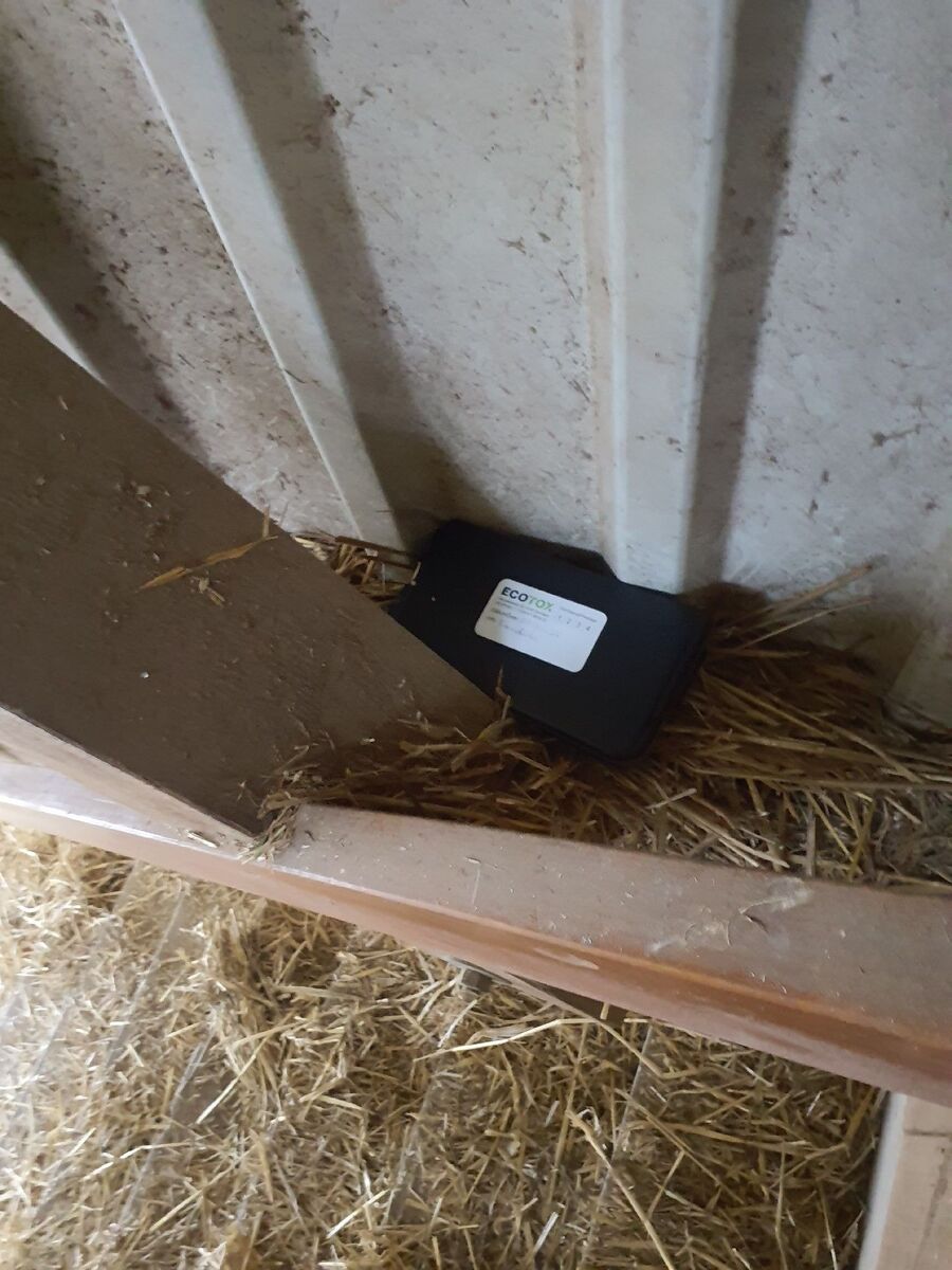 ratton-rats-rongeur-souris-deratiseur