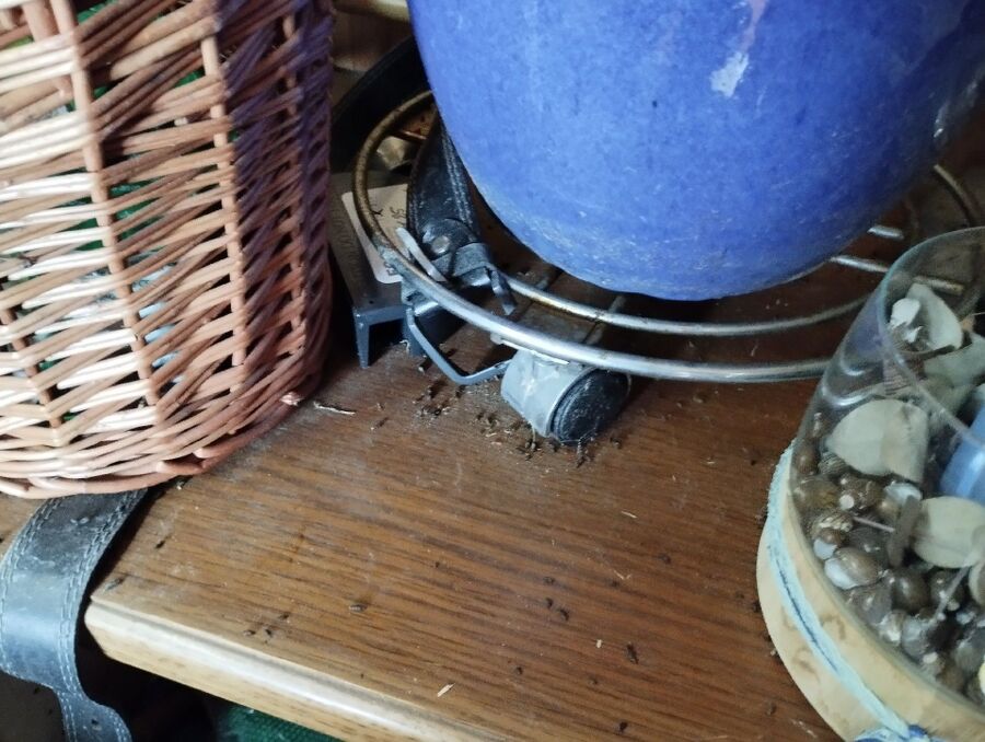 souris-rongeur-mulot-rats