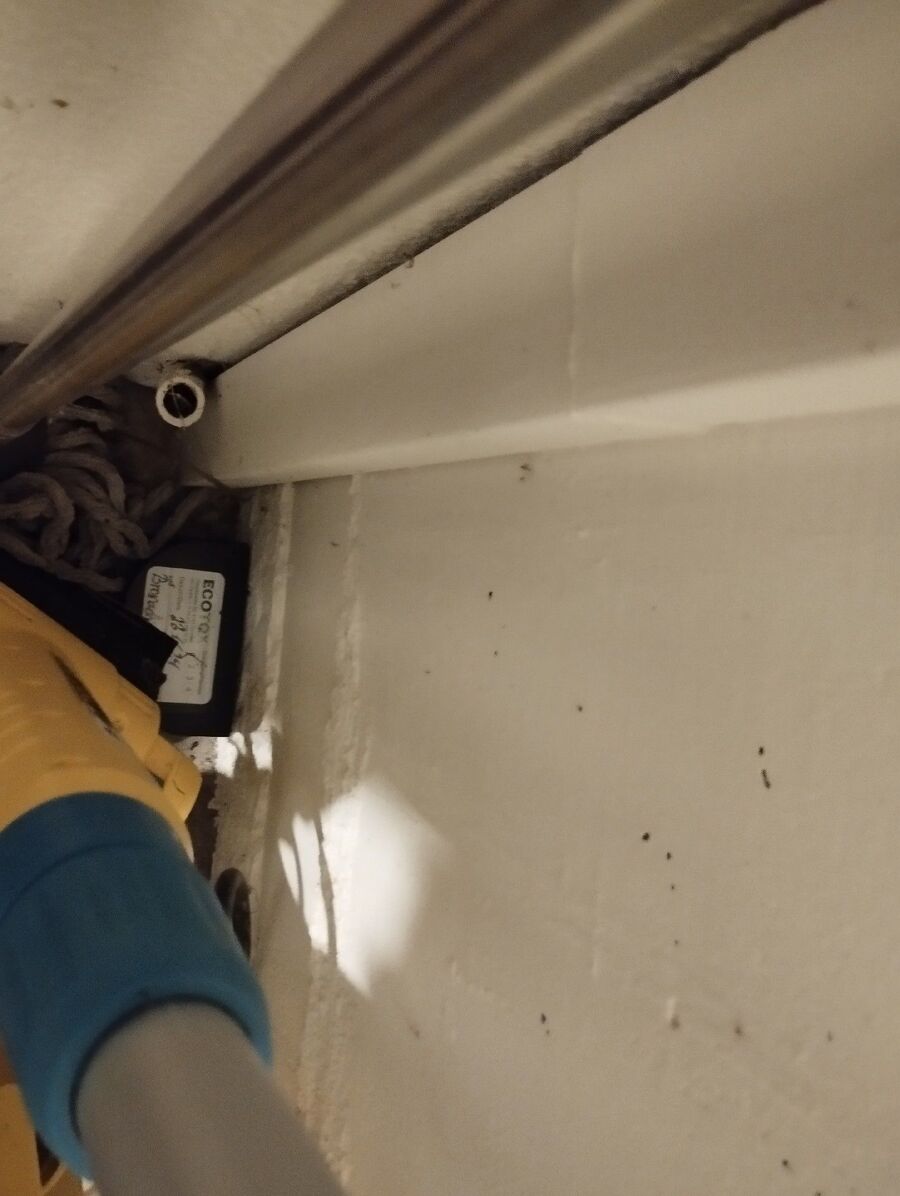 souris-rongeur-mulot-rats