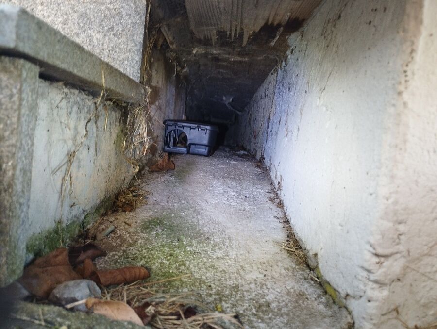 lutte-mulot-rats-rongeurs-souris