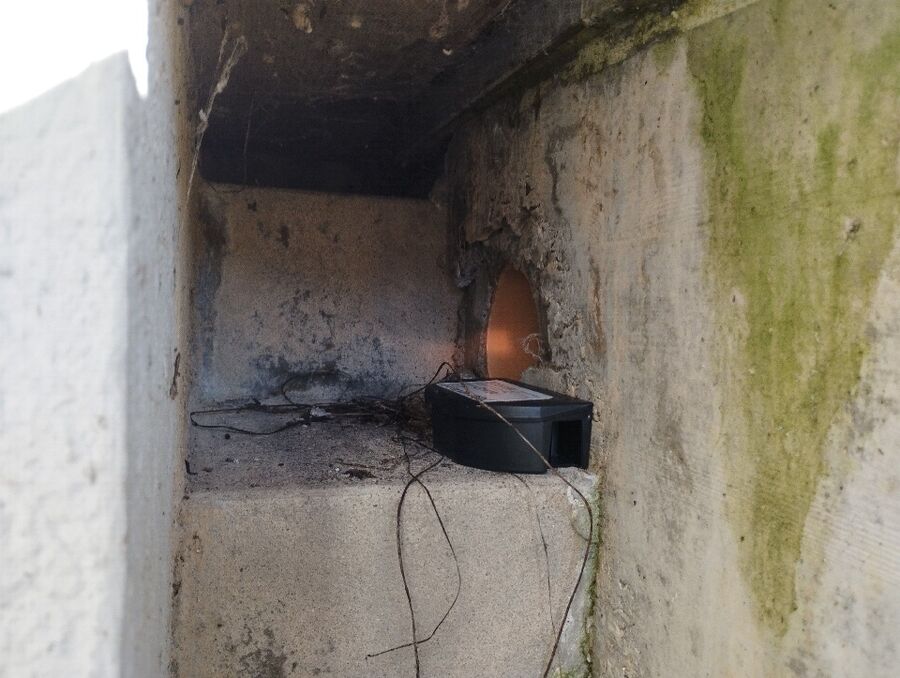 souris-rongeur-mulot-rats