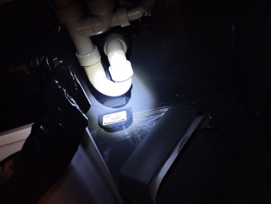 souris-rongeur-mulot-rats