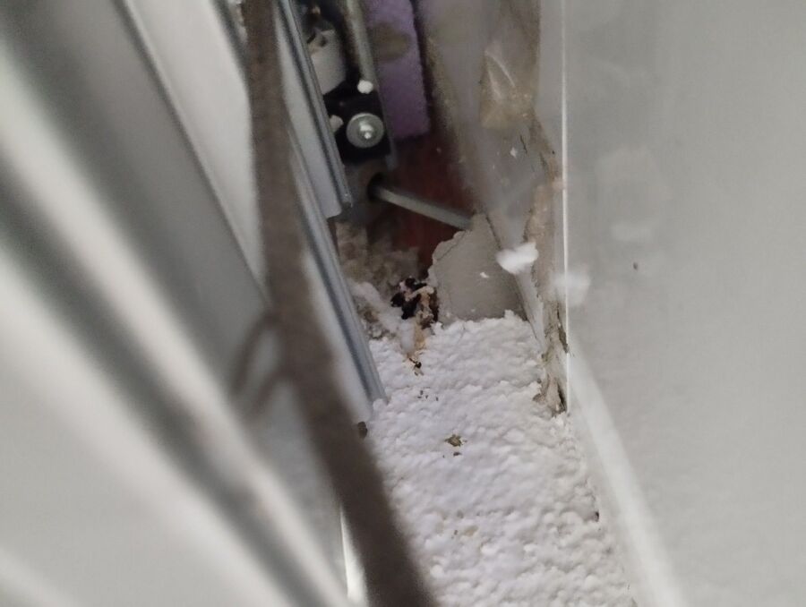 rat-rodent (9269).jpeg