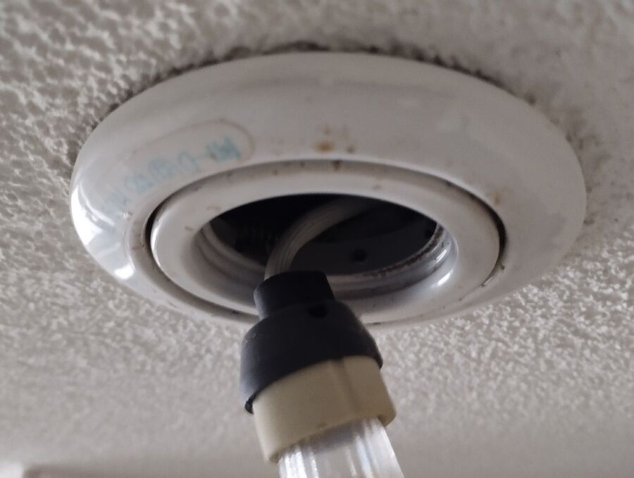 rat-rodent (9270).jpeg