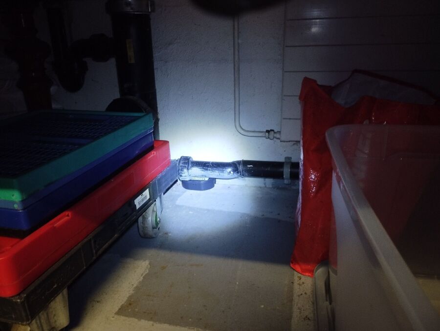 rat-rodent (9273).jpeg