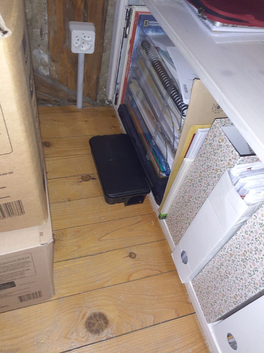 souris-rongeur-mulot-rats