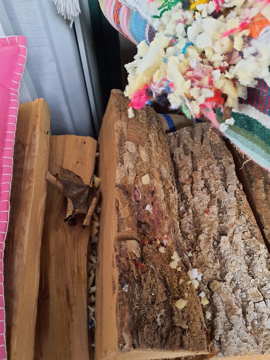 souris-rongeur-mulot-rats