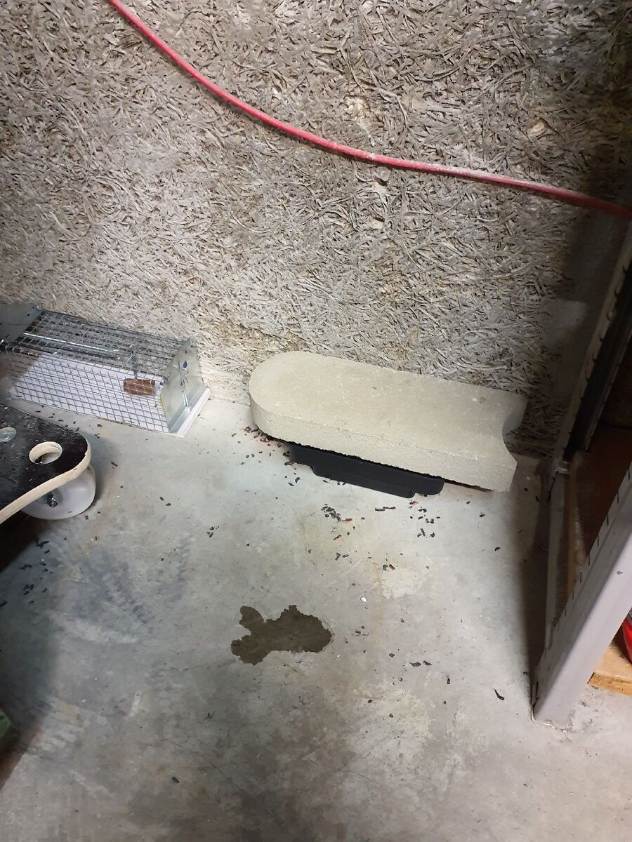 souris-rongeur-mulot-rats