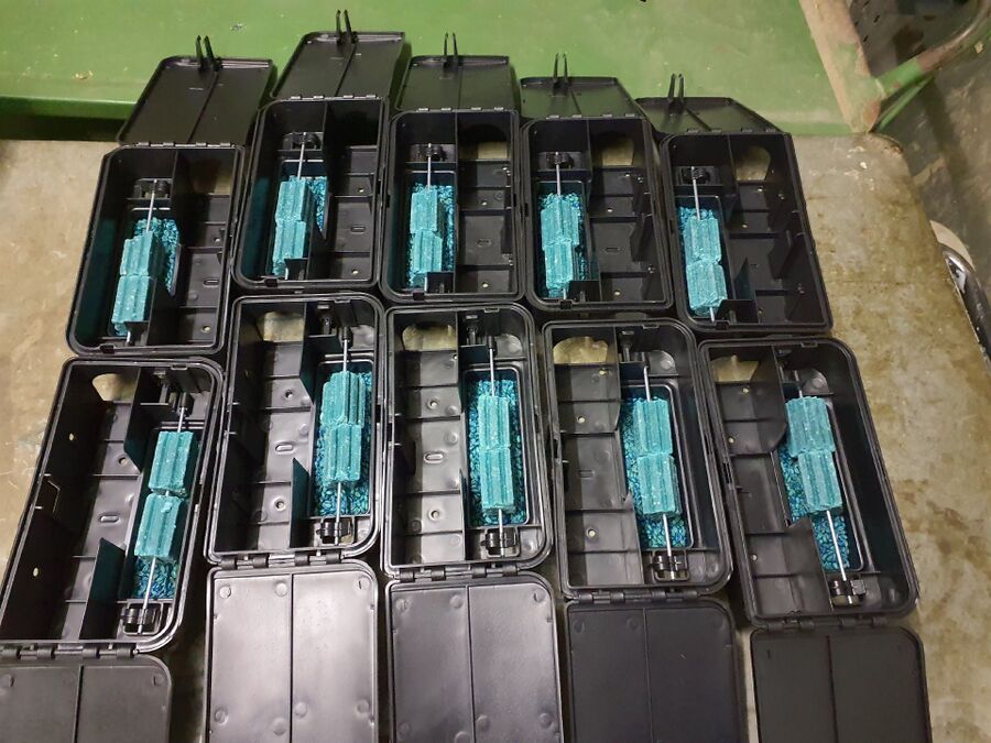 souris-rongeur-mulot-rats